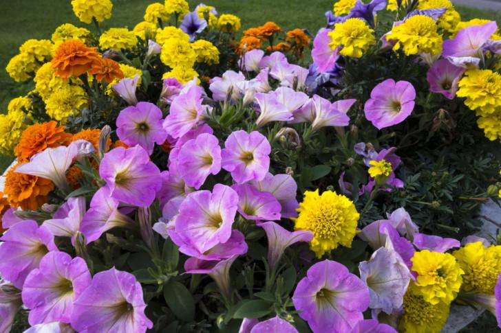 Клумбы из лилий, бархатцев 🌼 и петуний своими руками на даче примеры и фото