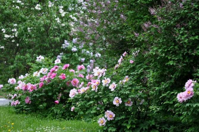 30 фото сортов пионов с названиями и описанием