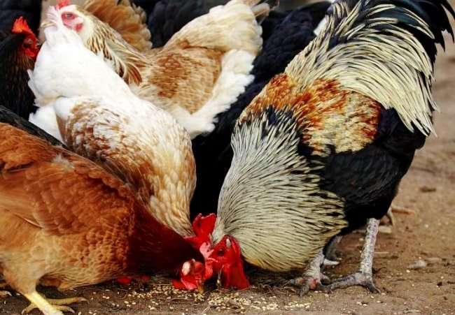 Чем и в каких количествах кормить кур несушек: нормы кормления