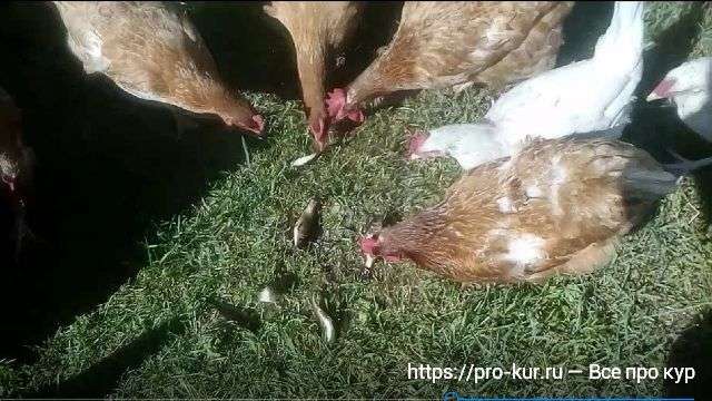 Ищите ответ на вопрос о том, какой корм для кур несушек лучше? Мы расскажем вам об этом